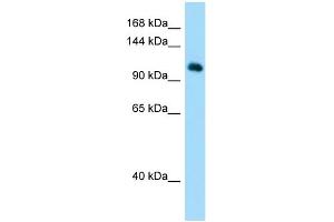 Host: Rabbit Target Name: MYSM1 Sample Type: Hela Whole Cell lysates Antibody Dilution: 1. (MYSM1 antibody  (N-Term))