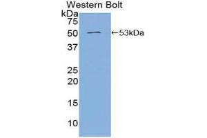 Western Blotting (WB) image for anti-Angiopoietin 4 (ANGPT4) (AA 305-503) antibody (ABIN3208134) (Angiopoietin 4 antibody  (AA 305-503))