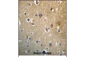 HDAC3 Antibody (C-term) (ABIN657220 and ABIN2846325) immunohistochemistry analysis in formalin fixed and paraffin embedded human brain tissue followed by peroxidase conjugation of the secondary antibody and DAB staining. (HDAC3 antibody  (C-Term))