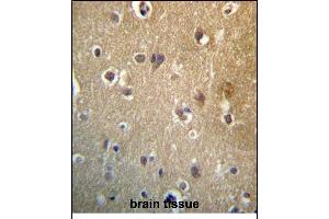 HDAC3 Antibody (C-term) (ABIN657220 and ABIN2846325) immunohistochemistry analysis in formalin fixed and paraffin embedded human brain tissue followed by peroxidase conjugation of the secondary antibody and DAB staining. (HDAC3 antibody  (C-Term))
