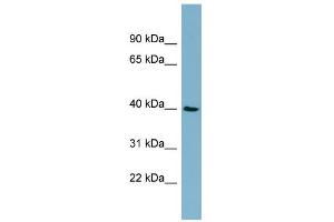 WB Suggested Anti-MOS Antibody Titration: 0. (MOS antibody  (Middle Region))