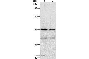Western blot analysis of Hela and 293T cell, using CDK4 Polyclonal Antibody at dilution of 1:450 (CDK4 antibody)