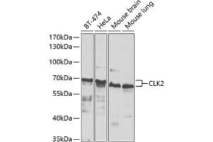 Western blot analysis of extracts of various cell lines, using CLK2 antibody (ABIN6130086, ABIN6138733, ABIN6138734 and ABIN6223869) at 1:1000 dilution. (CLK2 antibody  (AA 239-498))