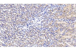Detection of HGF in Mouse Kidney Tissue using Polyclonal Antibody to Hepatocyte Growth Factor (HGF) (HGF antibody  (AA 482-710))