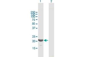 GINS1 antibody  (AA 1-196)