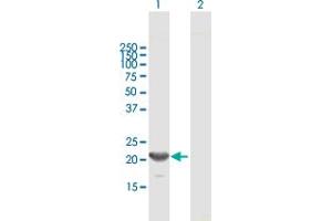 Western Blot analysis of GINS1 expression in transfected 293T cell line by GINS1 MaxPab polyclonal antibody. (GINS1 antibody  (AA 1-196))