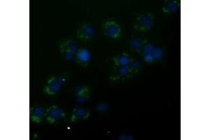 Anti-ANXA3 mouse monoclonal antibody (ABIN2453991) immunofluorescent staining of COS7 cells transiently transfected by pCMV6-ENTRY ANXA3 (RC201540). (Annexin A3 antibody)