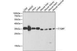 Western blot analysis of extracts of various cell lines using C1QBP Polyclonal Antibody at dilution of 1:1000. (C1QBP antibody)