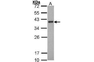 WB Image Sample (30 ug of whole cell lysate) A: Hela 12% SDS PAGE antibody diluted at 1:1000