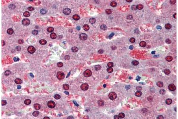 BMPER antibody  (AA 501-550)