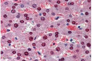 Human Liver (formalin-fixed, paraffin-embedded) stained with BMPER antibody ABIN462252 followed by biotinylated goat anti-rabbit IgG secondary antibody ABIN481713, alkaline phosphatase-streptavidin and chromogen. (BMPER antibody  (AA 501-550))