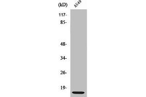 Western Blot analysis of RAW264. (RPL3 antibody  (C-Term))