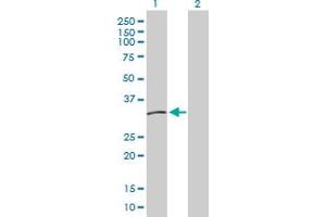 Western Blot analysis of HLA-DMB expression in transfected 293T cell line by HLA-DMB MaxPab polyclonal antibody. (HLA-DMB antibody  (AA 1-263))