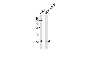 Western blot analysis of lysates from Hela, MDA-MB-468 cell line (from left to right), using SNRPG Antibody (N-term) (ABIN6242749 and ABIN6577533). (SNRPG antibody  (N-Term))