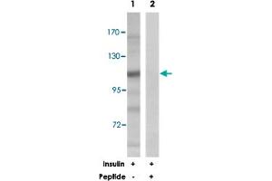 Western blot analysis of extracts from 293 cells, treated with insulin (0. (BRAF antibody)