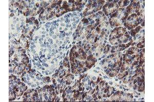 Immunohistochemical staining of paraffin-embedded Human pancreas tissue using anti-PPIL6 mouse monoclonal antibody. (PPIL6 antibody)