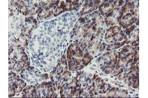 Immunohistochemical staining of paraffin-embedded Human pancreas tissue using anti-PPIL6 mouse monoclonal antibody.