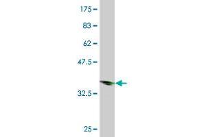 Western Blot detection against Immunogen (36. (HOXC13 antibody  (AA 132-231))