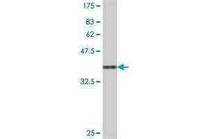 Western Blot detection against Immunogen (37. (RPP30 antibody  (AA 169-268))