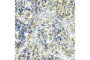 Immunohistochemistry of paraffin-embedded mouse spleen using VAPB Antibody (ABIN1876551) at dilution of 1:200 (40x lens). (VAPB antibody)