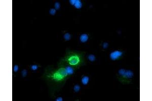 Anti-CD80 mouse monoclonal antibody (ABIN2452893) immunofluorescent staining of COS7 cells transiently transfected by pCMV6-ENTRY CD80 (RC206540). (CD80 antibody)