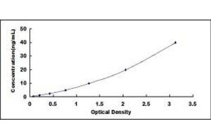 SLC25A20 ELISA Kit