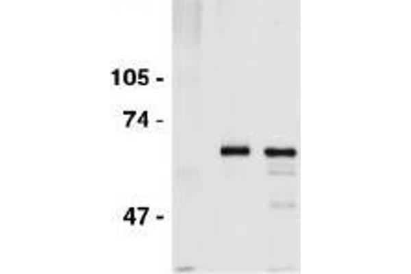 CDC6 antibody  (AA 1-326)