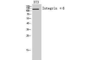 Western Blotting (WB) image for anti-Integrin, alpha 6 (ITGA6) (Internal Region) antibody (ABIN3181435) (ITGA6 antibody  (Internal Region))