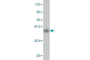 Western Blotting (WB) image for anti-Alcohol Dehydrogenase 4 (Class II), pi Polypeptide (ADH4) (AA 52-150) antibody (ABIN559792)