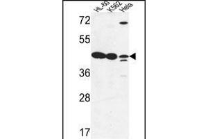 LFNG Antibody (Center) (ABIN653477 and ABIN2842898) western blot analysis in HL-60,K562,Hela cell line lysates (35 μg/lane). (LFNG antibody  (AA 86-114))