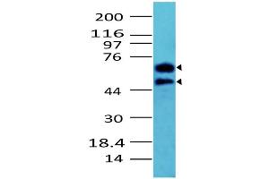 Image no. 1 for anti-Cell Division Cycle 25 Homolog A (S. Pombe) (CDC25A) (AA 102-424) antibody (ABIN5027102) (CDC25A antibody  (AA 102-424))
