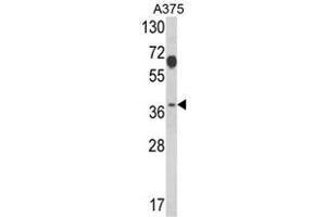 Western blot analysis of PSMD7 Antibody (N-term) in A375 cell line lysates (35ug/lane). (PSMD7 antibody  (N-Term))