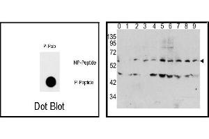 Image no. 1 for anti-Myc Proto-Oncogene protein (MYC) (pThr58) antibody (ABIN358293)
