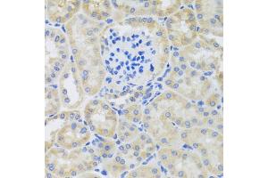 Immunohistochemistry of paraffin-embedded mouse kidney using BNIP3 antibody.