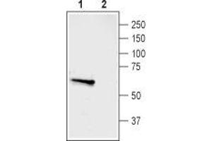 Western blot analysis of rat dorsal root ganglion (DRG) lysate: - 1. (ASIC3 antibody  (Intracellular, N-Term))