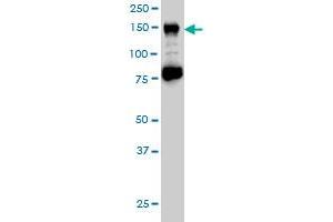 Western Blotting (WB) image for anti-Chromatin Assembly Factor 1, Subunit A (p150) (CHAF1A) (AA 21-120) antibody (ABIN564324)