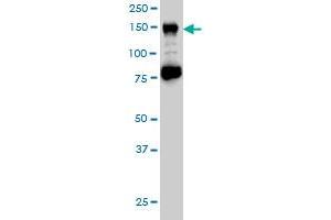 CHAF1A monoclonal antibody (M02), clone 1C2 Western Blot analysis of CHAF1A expression in Hela S3 NE . (CHAF1A antibody  (AA 21-120))