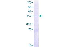 NHP2 Protein (AA 1-153) (GST tag)