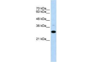 Western Blotting (WB) image for anti-CD40 (CD40) antibody (ABIN2462500) (CD40 antibody)