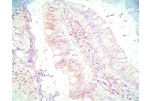 Mouse intestine tissue was stained by Rabbit Anti-PYY (3-36) (Human) Serum (Peptide YY antibody  (AA 3-36))