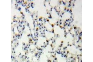 #VALUE! (SIRT1 antibody  (AA 236-490))