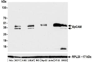 Western Blotting (WB) image for anti-Epithelial Cell Adhesion Molecule (EPCAM) (AA 264-314) antibody (ABIN7454025) (Recombinant EpCAM antibody  (AA 264-314))
