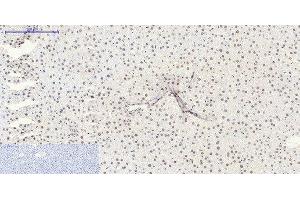 Immunohistochemistry of paraffin-embedded Rat liver tissue using SIRT1 Polyclonal Antibody at dilution of 1:200. (SIRT1 antibody)