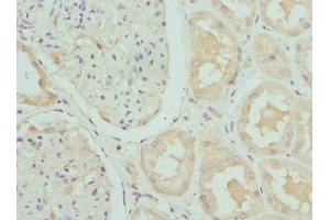Immunohistochemistry of paraffin-embedded human kidney tissue using ABIN7146851 at dilution of 1:100