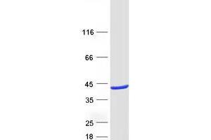 Western Blotting (WB) image for Ras Association (RalGDS/AF-6) Domain Family Member 5 (RASSF5) (Transcript Variant 3) protein (Myc-DYKDDDDK Tag) (ABIN2730567)