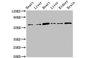 CREB3L1 antibody  (AA 396-500)