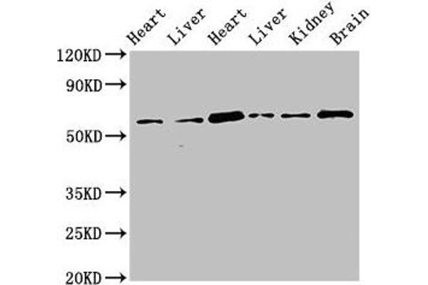 CREB3L1 antibody  (AA 396-500)