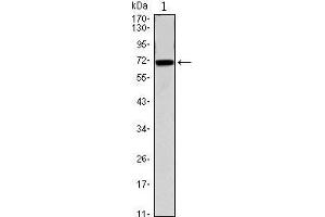 Western Blot showing CDC27 antibody used against CDC27 (AA: 724-830)-hIgGFc transfected HEK293 cell. (CDC27 antibody)