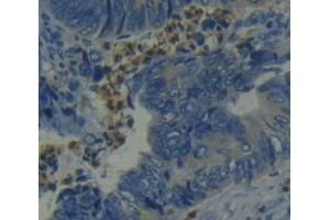 Figure. (CD27 antibody  (AA 19-188))