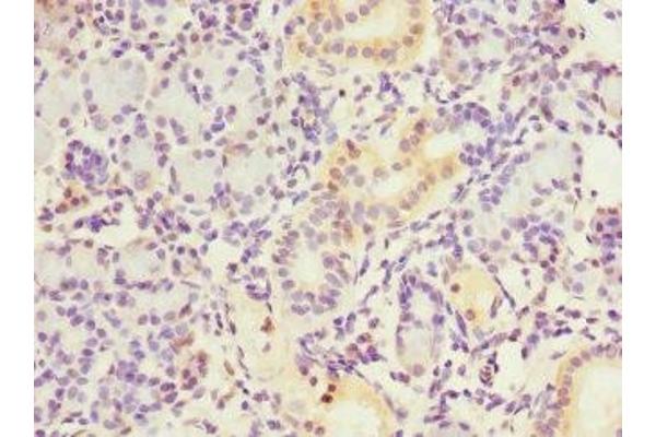 NT5C3 antibody  (AA 37-336)